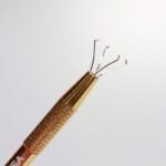 Pega Esponja - Kaisa